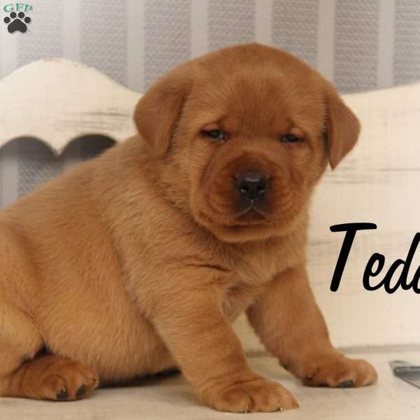 Teddy, Fox Red Labrador Retriever Puppy